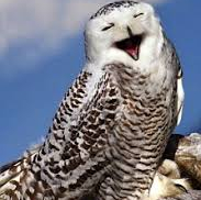 cropped-laughing-owl